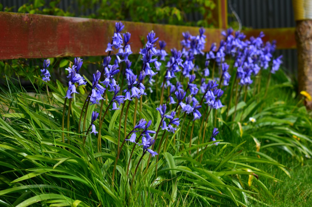 Blue Bells